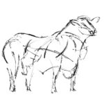 The Creative Process – Wildlife Sculpture Sketch of an Angus Bull by Andrew Kay