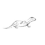 The Creative Process – Wildlife Sculpture Sketch of an Otter by Andrew Kay